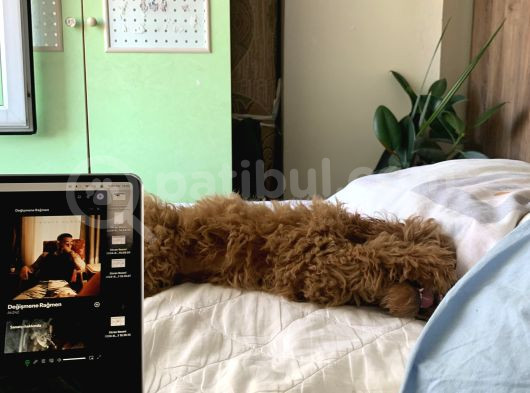 4 Aylik Erkek Mi̇nyatür Poodle görsel