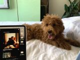 4 Aylik Erkek Mi̇nyatür Poodle