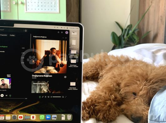 4 Aylik Erkek Mi̇nyatür Poodle görsel