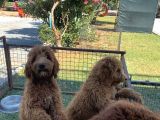 3 aylık dev poodle yavruları