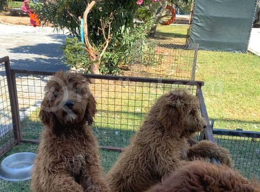 3 Aylık Dev Poodle Yavruları