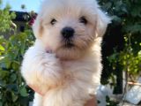 2 aylık maltese terrier yavrusu