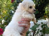 2 Aylık Maltese Terrier Yavrusu