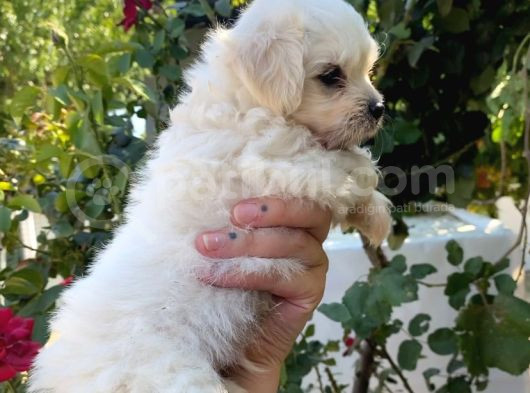 2 Aylık Maltese Terrier Yavrusu görsel