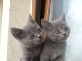 Yavru British Shorthair Kedi