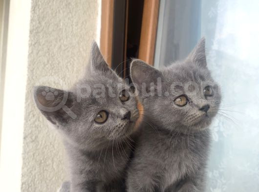 Yavru British Shorthair Kedi görsel
