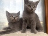 Yavru British Shorthair Kedi