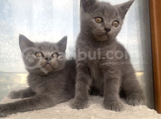 Yavru British Shorthair Kedi görsel