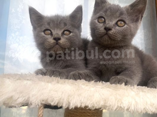 Yavru British Shorthair Kedi