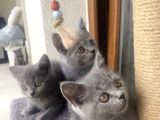 Yavru British Shorthair Kedi