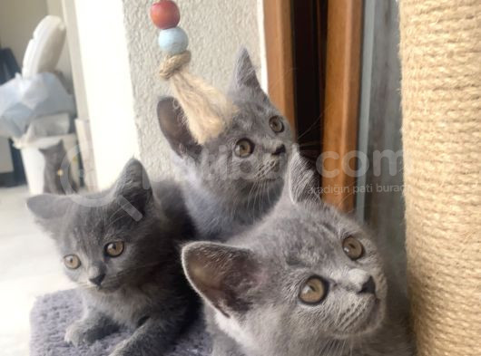 Yavru British Shorthair Kedi görsel