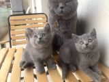 Yavru British Shorthair Kedi