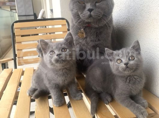 Yavru British Shorthair Kedi görsel
