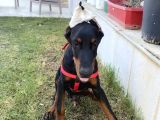 Fci̇ A Scrli 3 Aylık Doberman