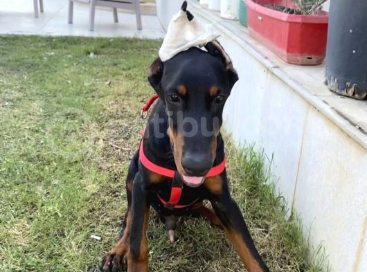 Fci̇ A Scrli 3 Aylık Doberman görsel