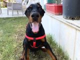 FCİ A scrli 3 aylık doberman
