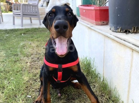 Fci̇ A Scrli 3 Aylık Doberman
