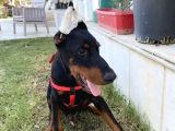 Fci̇ A Scrli 3 Aylık Doberman