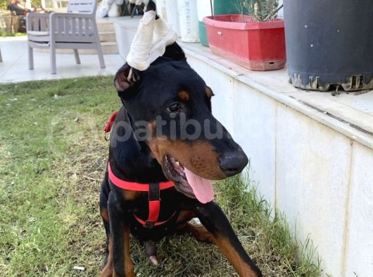Fci̇ A Scrli 3 Aylık Doberman görsel