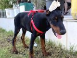 Fci̇ A Scrli 3 Aylık Doberman