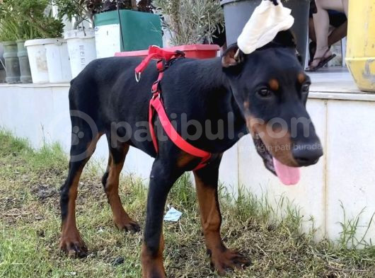 Fci̇ A Scrli 3 Aylık Doberman görsel