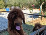 3 Aylık Dev Poodle Yavruları