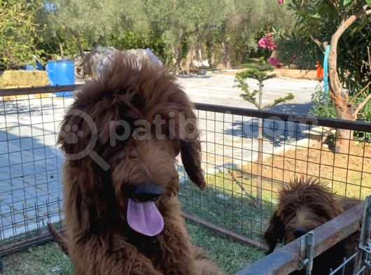 3 Aylık Dev Poodle Yavruları görsel