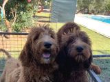 3 Aylık Dev Poodle Yavruları