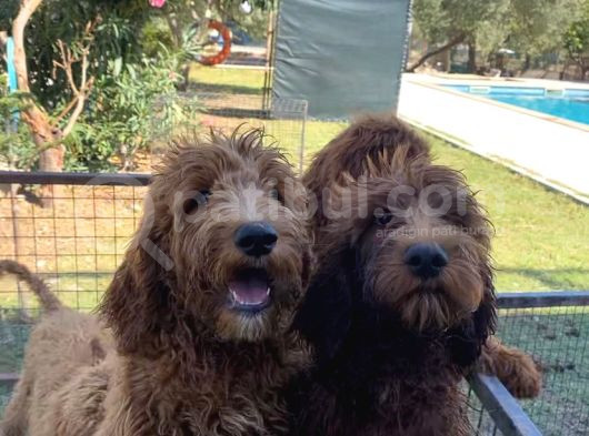 3 Aylık Dev Poodle Yavruları görsel