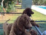 3 Aylık Dev Poodle Yavruları