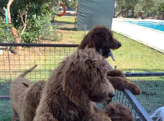 3 Aylık Dev Poodle Yavruları görsel