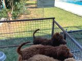3 Aylık Dev Poodle Yavruları