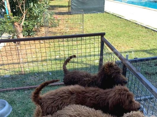 3 Aylık Dev Poodle Yavruları görsel