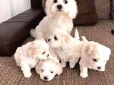 KORE MALTESE TERRİER Mama malzeme kampanyalı