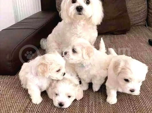 KORE MALTESE TERRİER Mama malzeme kampanyalı