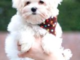Maltesse Terrier Cinsi Mini Boy Puppy Kar Beyaz 