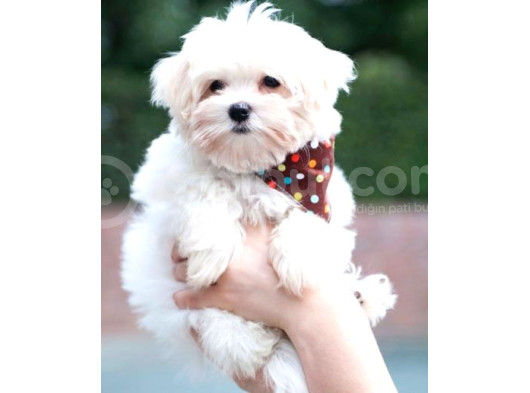 Maltesse Terrier Cinsi Mini Boy Puppy Kar Beyaz  görsel