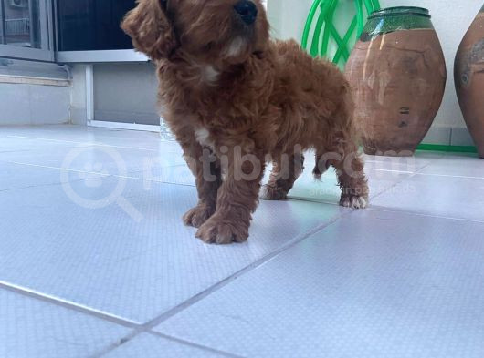 Irk Ve Sağlik Garanti̇ Orji̇nal Cockapoo Bebeği̇mi̇z görsel