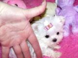 KORE MALTESE TERRİER Mama malzeme kampanyalı