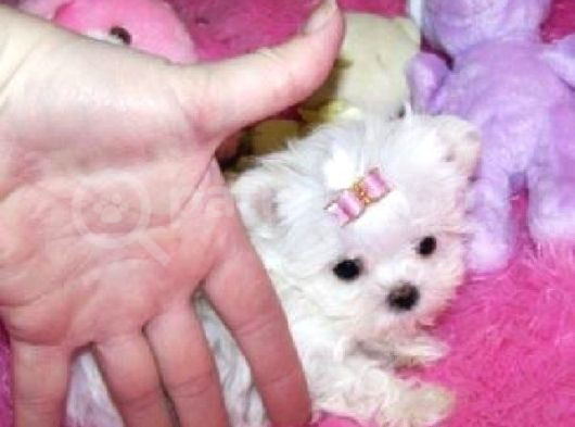 KORE MALTESE TERRİER Mama malzeme kampanyalı
