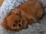 6 AYLIK POMERANIAN BO DISI
