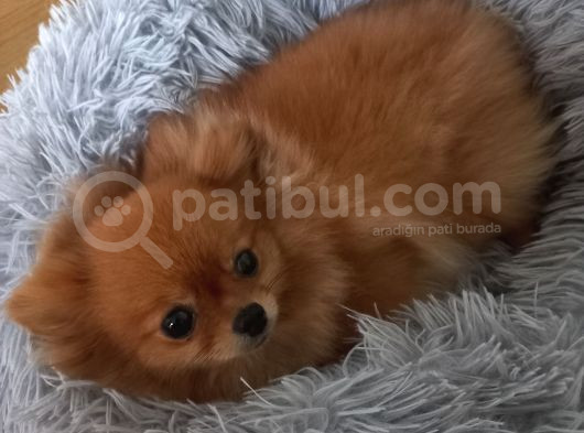 6 Aylik Pomeranian Bo Disi
