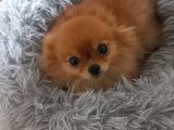 6 Aylik Pomeranian Bo Disi