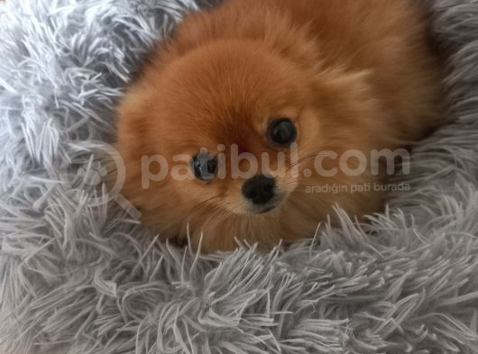 6 Aylik Pomeranian Bo Disi görsel