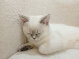 British Shorthair Bluepoint Pamuk