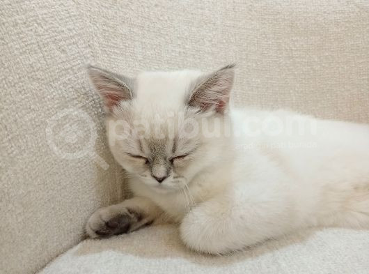 British Shorthair Bluepoint Pamuk görsel