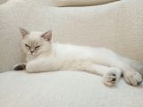 British Shorthair Bluepoint Pamuk