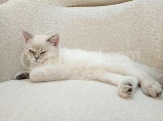 British Shorthair Bluepoint Pamuk görsel
