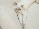 British Shorthair Bluepoint Pamuk
