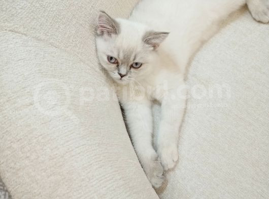 British Shorthair Bluepoint Pamuk görsel